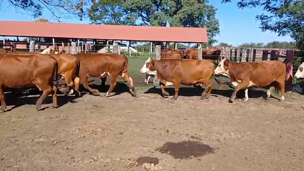 Lote 33 Vacas nuevas Preñadas en Corrientes, Curuzú-Cuatiá
