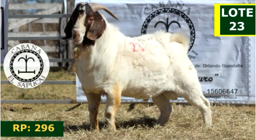 Lote CAPRINOS MACHOS 23