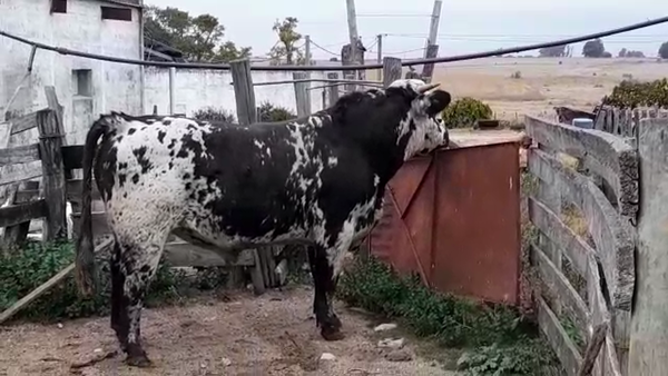 Lote (Vendido)Toros 750kg -  en LA SIERRA