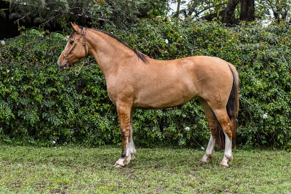 Lote RP 3457 - PORÁ IDOLA