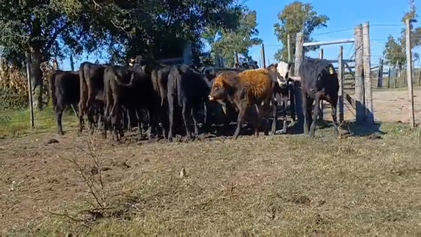 Lote 18 Terneras 2 HE/ AA - 16 ANGUS 135kg -  en RODO