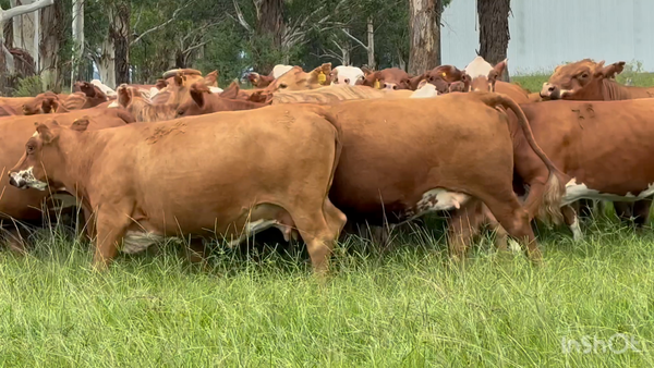Lote 34 Vaca Consumo y exportación en Corrientes, Mercedes