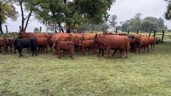 Lote 30 Vaquillonas C/ cria