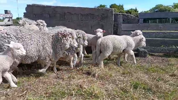 Lote 20 Piezas de cría, San José