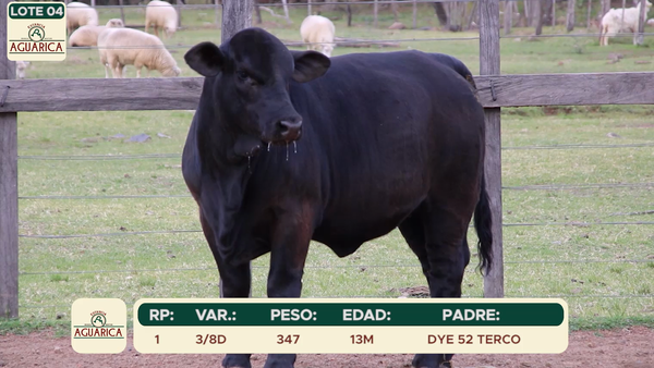 Lote LOTE 4