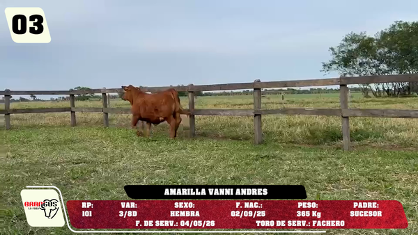 Lote LOTE 3 -JUNIOR