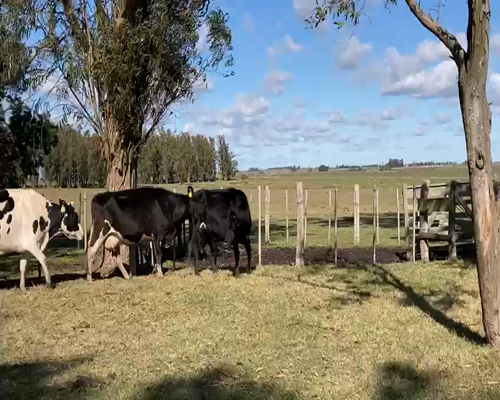 Lote (Vendido)3 Vacas de Invernada 2HO - 1KIWI 550kg -  en PUNTAS DEL SAUCE