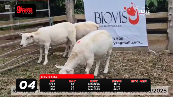 Lote LOTE 4
