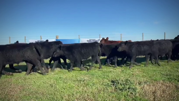 Lote 70 Terneros en Ayacucho, Buenos Aires