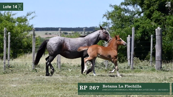 Lote Retama La Flechilla