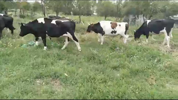Lote 24 Novillo Engorda en VII  Región Maule, San Javier