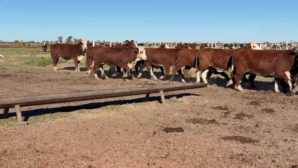 Lote 13 Vaquillonas Braford p/faena en Tacural, Santa Fe