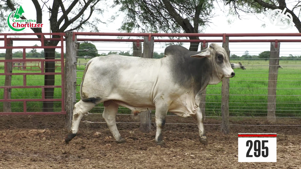 Lote Brahman