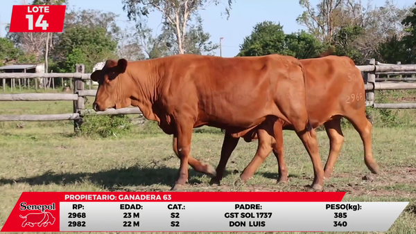 Lote LOTE 14