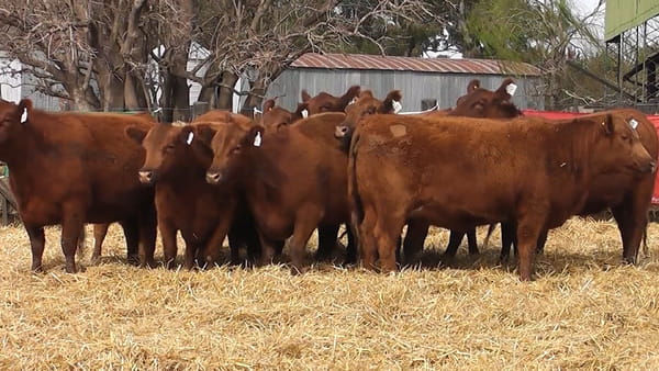 Lote VAQUILLONAS PURAS CONTROLADAS CON GARANTÍA DE PREÑEZ
