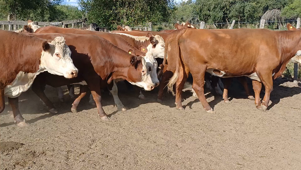 Lote 29 Vaquillonas C/ gtia de preñez en Villaguay, Entre Ríos