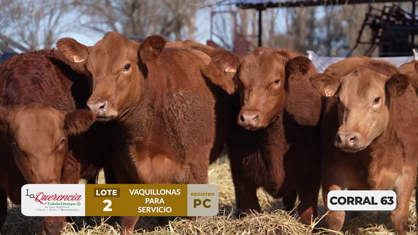 Lote VAQUILLONAS PC PARA SERVICIO
