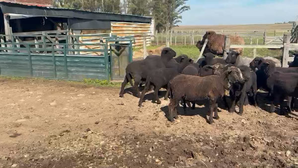 Lote BORREGOS
