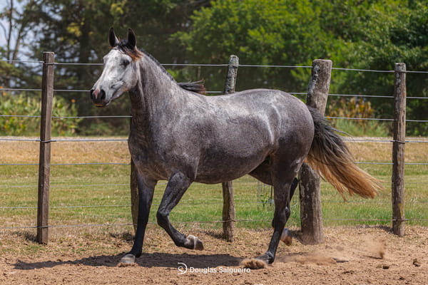 Lote NOBLEZA DE LA COLINA