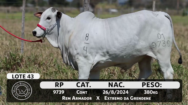 Lote LOTE 43 -DE BOZAL