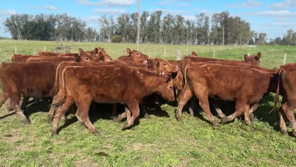 Lote 15 Terneras