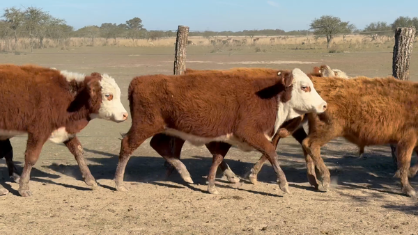 Lote 75 Terneros/as
