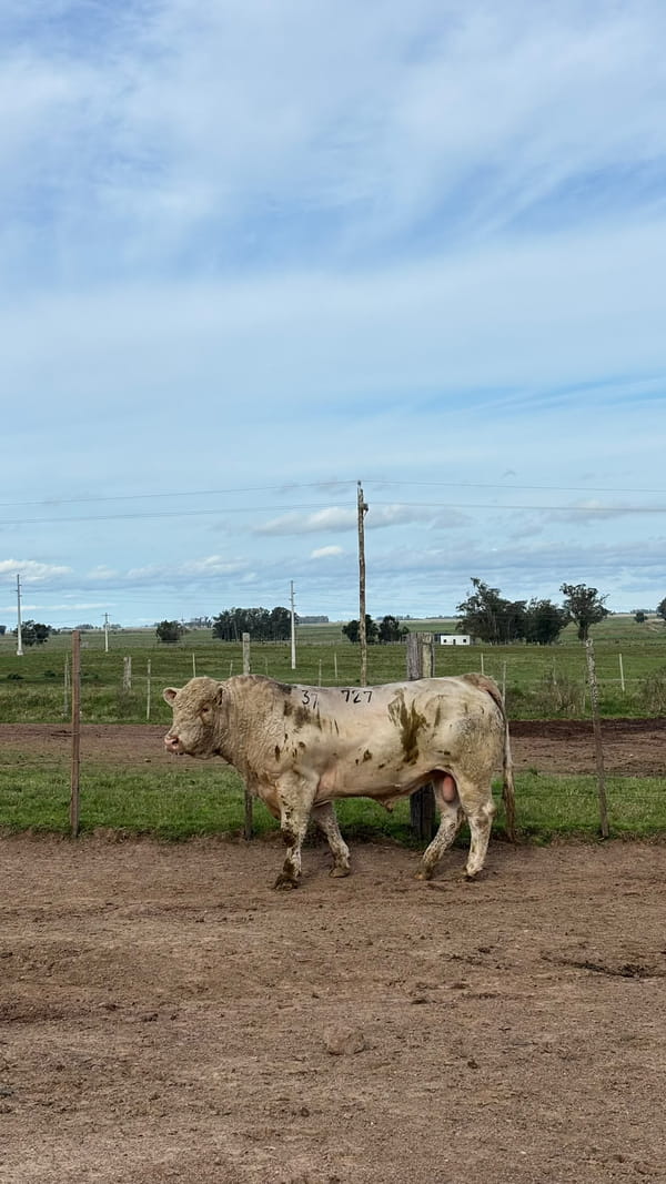 Lote La Margarita RP 727