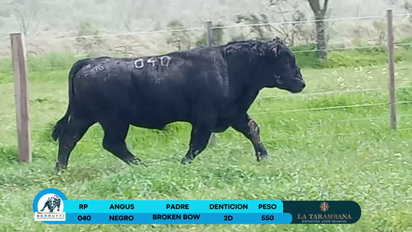 Lote Toros Angus 550kg - , Rocha