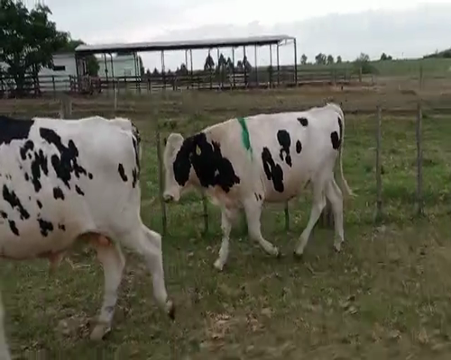 Lote 2 Toros HOLANDO, San José