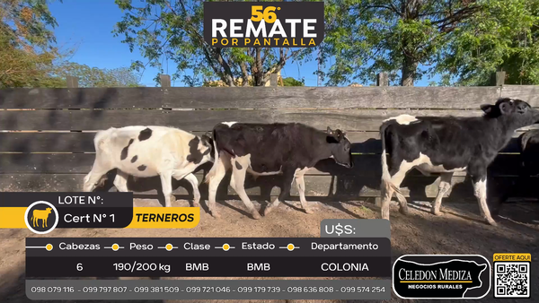 Lote 6 Terneros en Paso Antolín, Colonia