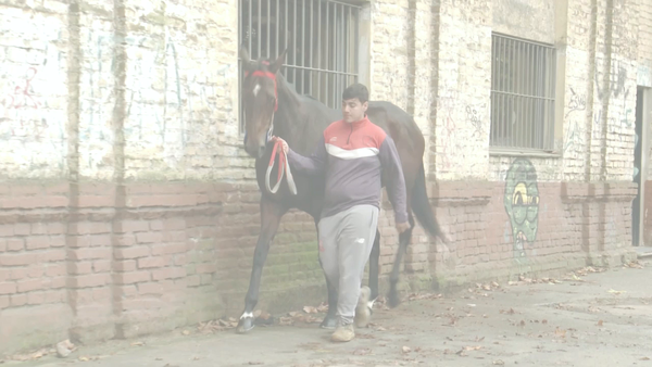 Lote BARONESA LATINA (SEEK AGAIN -  BARONESA PORTEÑA) EN TRAINING