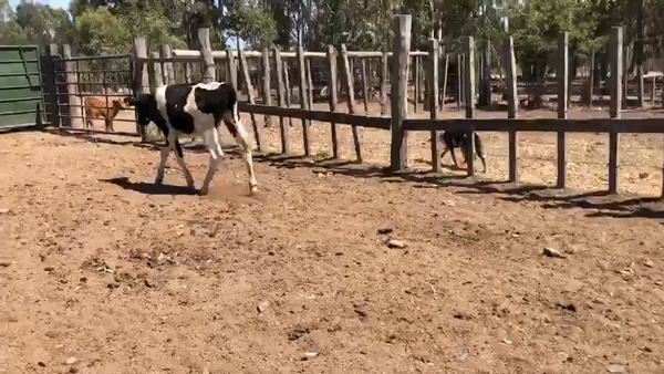 Lote Terneras Holando 180kg -  en Coronilla