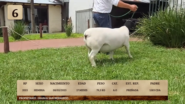 Lote LOTE 6