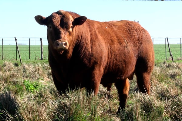 577 — TOROS PP 3 años