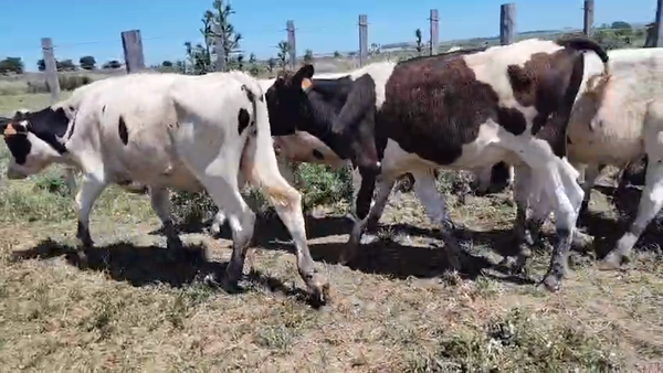 Lote 12 Terneros 170kg - , San José