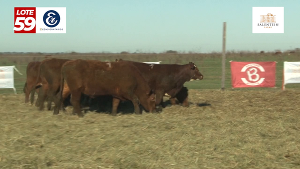 Lote Vaquillas Braford Generales para Servicio (Aptas Reproductivas por Tacto Rectal)