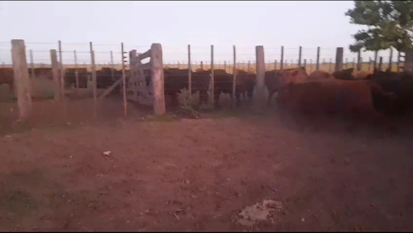 Lote 36 Terneros/as en Ayacucho, Buenos Aires