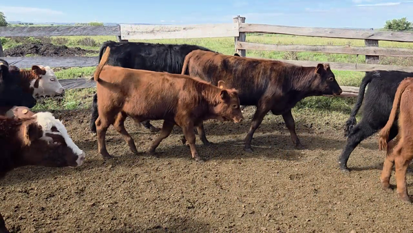 Lote TERNEROS Y TERNERAS