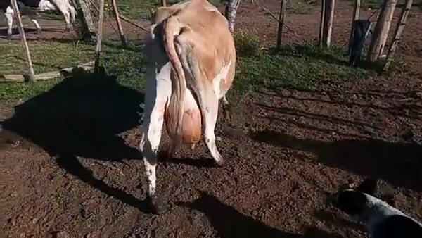 Lote Vacas de Invernada YERSEY 390kg - , San José