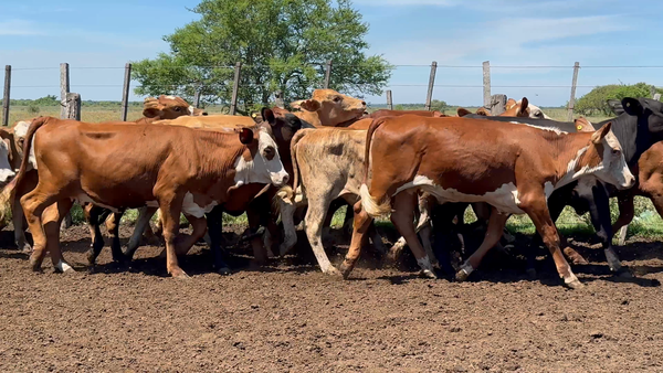 Lote 60 Novillitos y vaquillonas en Corrientes, Saladas