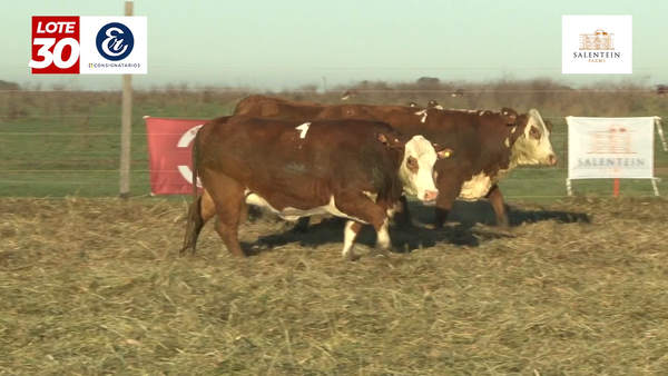 Lote Vaquillas Braford Planteleras Señal ´20-Preñadas IATF (22-12-2022) y Servicio Colectivo (01/01/23 al 05/02/23)