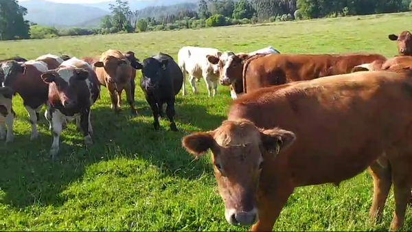 Lote 50 Novillo Engorda en Fresia, X Región Los Lagos