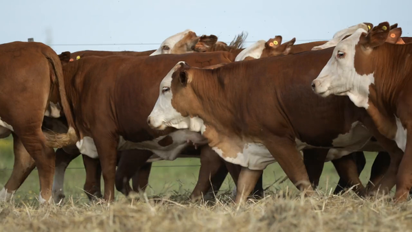 Lote Vaquilla Para Servicio
