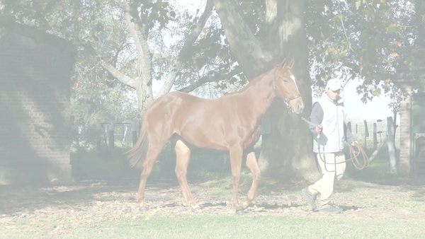 Lote TE SOÑAMOS (LIZARD ISLAND -  CONFESSIN' THE BLUES)