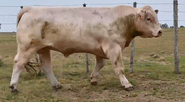 Lote TOROS POLLED CHAROLAIS PI 2 AÑOS RP 975 985