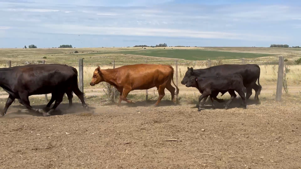 Lote 48 Piezas de cría en Palermo, Florida