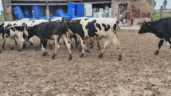 Lote 45 Novillitos Holando Argentino en Brinkmann, Córdoba