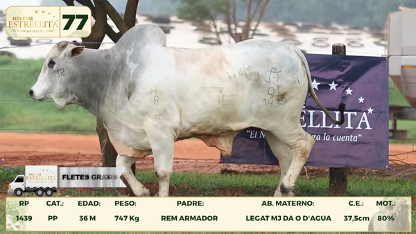 Lote LOTE 77