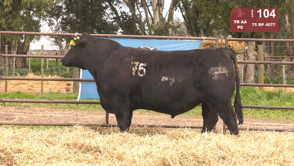 Lote TOROS ANGUS NEGROS  PC