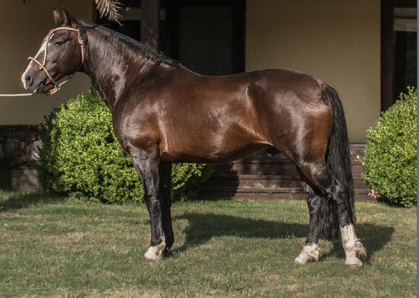 Lote BIEN BUSCADO DEL MAVIAL